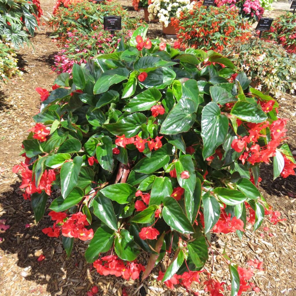 Begonia Hybrid Dragon Wing Red RCOP