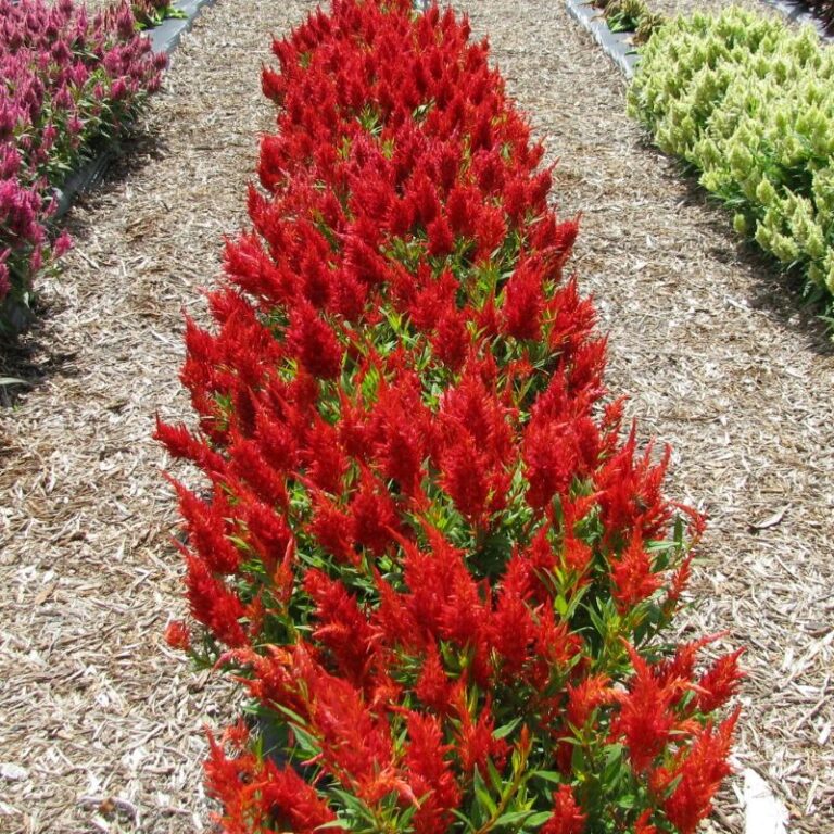 Celosia Kelos Fire Orange RCOP