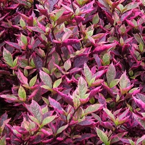 Alternanthera Brazilian Red Hots - RCOP