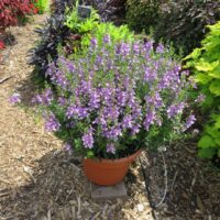 Angelonia Archangel Blue Bicolor - Image 2