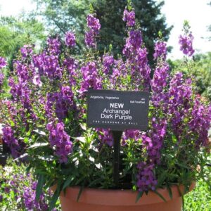 Angelonia Archangel Dark Purple - RCOP