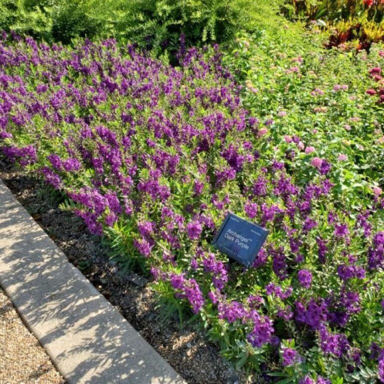 Angelonia Archangel Dark Purple - RCOP