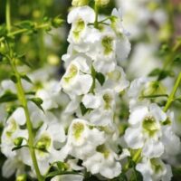 Angelonia Serenita White