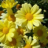 Argyranthemum Beauty Yellow