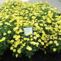 Argyranthemum Beauty Yellow - Image 4