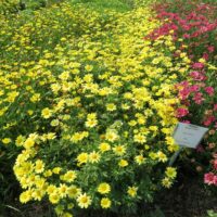 Argyranthemum Beauty Yellow - Image 5