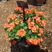 Begonia, rieger Amstel Dark Britt - Image 2