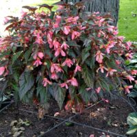 Begonia, boliviensis I'Conia Upright Salmon - Image 2