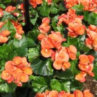 Begonia, rieger Amstel Dark Britt