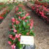 Begonia, wax Whopper Rose w/green leaf - Image 2
