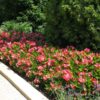 Begonia, wax Whopper Rose w/green leaf - Image 3