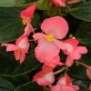 Begonia, wax Whopper Rose w/green leaf
