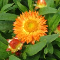 Bracteantha Mohave Orange