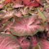 Caladium Berries N' Burgundy - Image 3