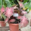 Caladium Berries N' Burgundy - Image 2