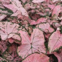 Caladium Pink Splash