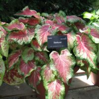 Caladium Starburst - Image 2