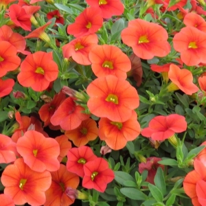 Calibrachoa Cabaret Orange - RCOP