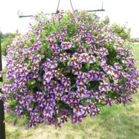 Calibrachoa Superbells Holy Smokes - Image 2