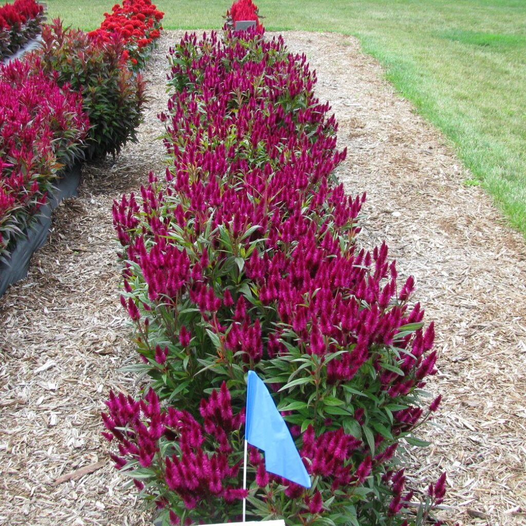 Celosia Intenz Deep Purple - RCOP