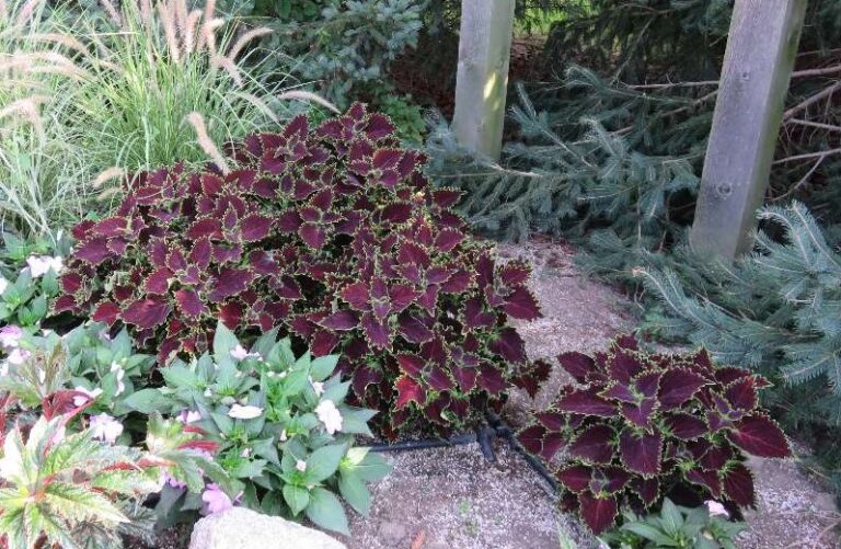 Coleus ColorBlaze Wicked Witch - RCOP