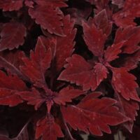 Coleus Flamethrower Salsa Roja