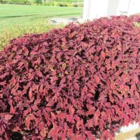 Coleus Flamethrower Salsa Roja - Image 2