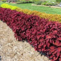 Coleus Flamethrower Salsa Roja - Image 3