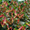 Cuphea Honeybells