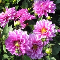 Dahlia Hypnotica Lavender - RCOP