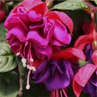 Fuchsia, trailing Dark Eyes - RCOP