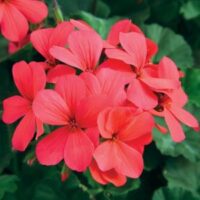 Geranium, interspecific Caliente Hot Coral