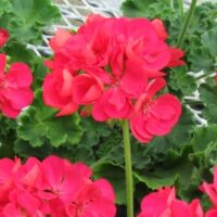 Geranium, zonal Maestro Idols Cherry