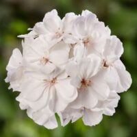 Geranium, zonal Moxie White