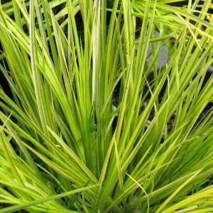 Grass, Acorus Ogon - RCOP