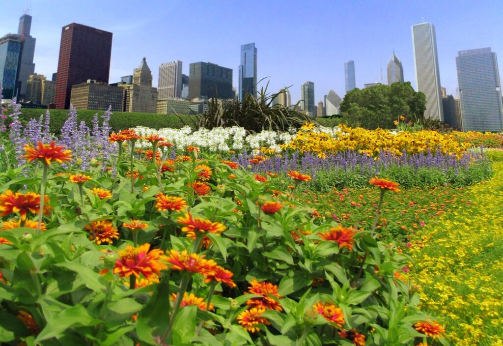 Chicago Flowers