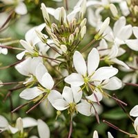 Cleome Senorita Blanca - RCOP