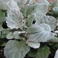 Dusty Miller Cirrus - RCOP