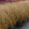 Grass, Carex Red Rooster