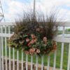 Grass, Carex Red Rooster - Image 2