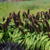 Grass, Pennisetum Jade Princess (millet)