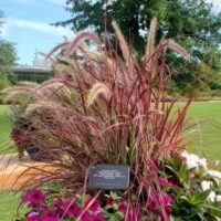 Grass, Pennisetum Fireworks