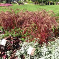 Grass, Pennisetum Fireworks - Image 2