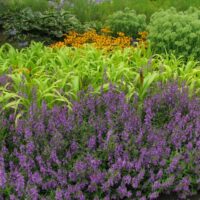 Grass, Pennisetum Jade Princess (millet) - Image 2