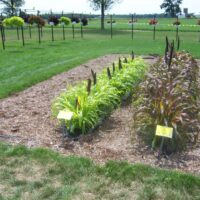 Grass, Pennisetum Jade Princess (millet) - Image 4