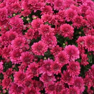 Hardy Garden Mum Plumberry Purple