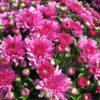 Hardy Garden Mum Wanda Lavender