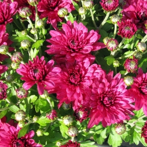 Hardy Garden Mum Wanda Purple - RCOP