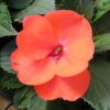 Impatiens, hybrid SunPatien Compact Hot Coral
