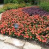 Impatiens, hybrid SunPatien Compact Hot Coral - Image 2